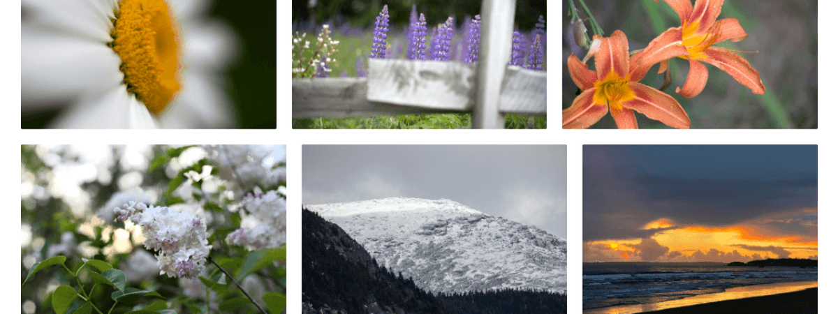 StockSnap thumbnail 2